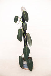 Philodendron gigas